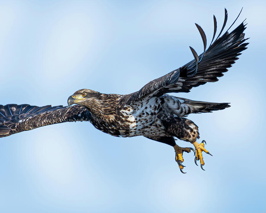 Young Eagle Photograph by Alan Moore Young Eagle Photograph by Alan Moore