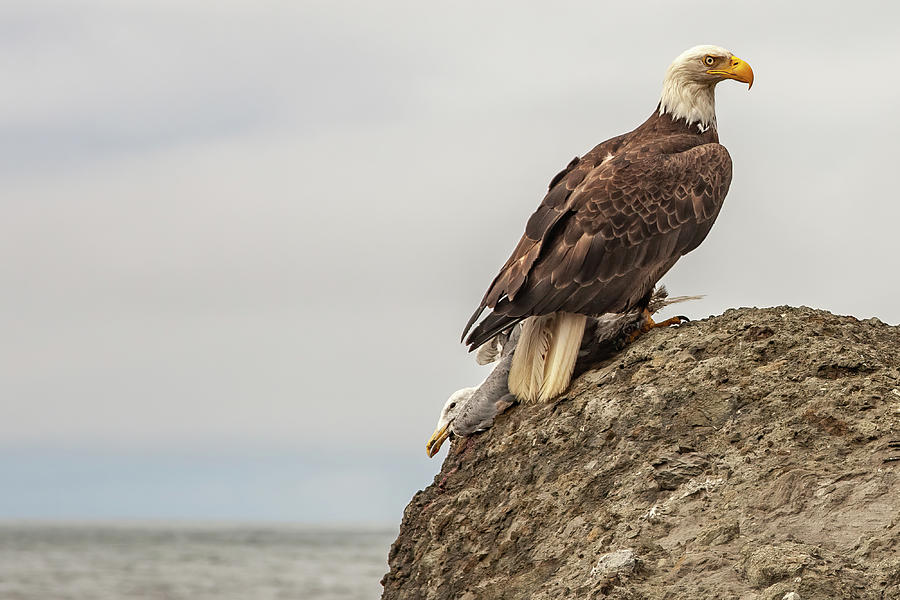 Ruby Beach Eagle and Prey Photograph by Michael DeGrenier Ruby Beach Eagle and Prey Photograph by Michael DeGrenier