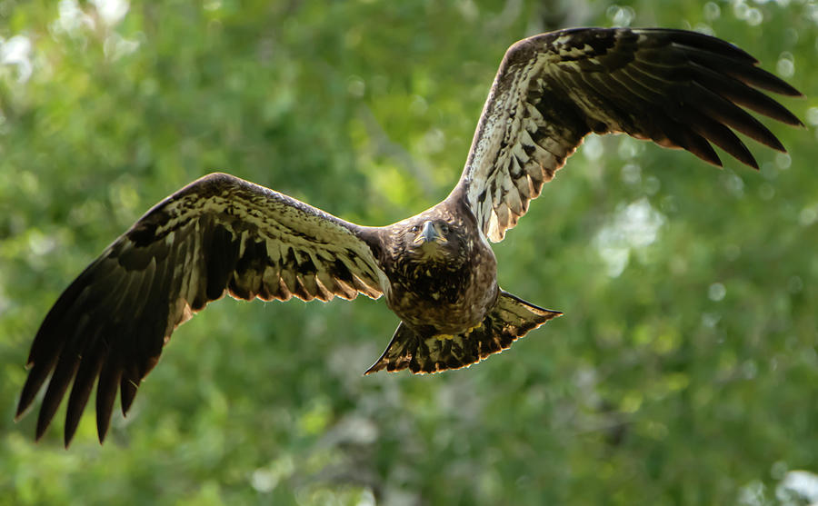 Young Eagle Flying  Photograph by Sandra Js