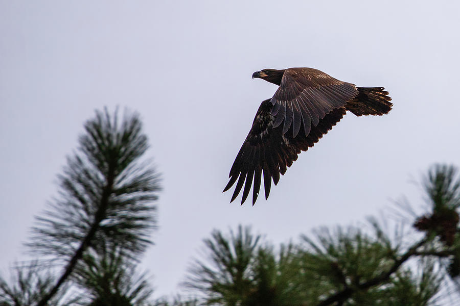 Young Eagle in Flight Photograph by Mike Lee