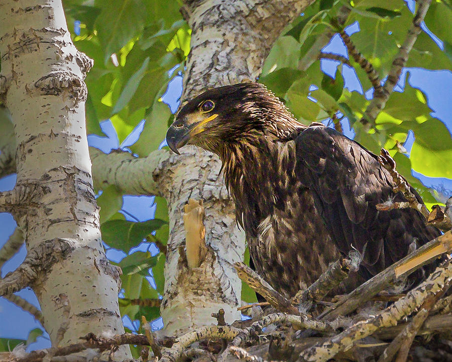Young Eagle Photograph by Mark Mille