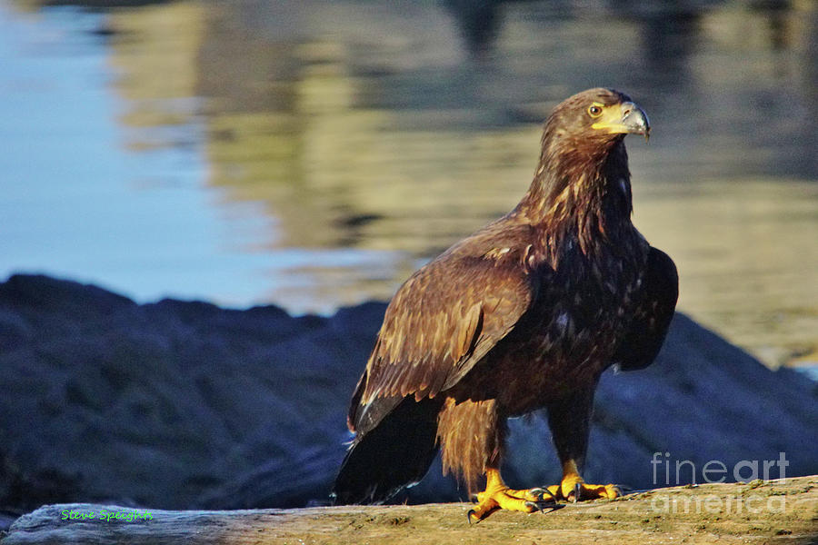 Young Eagle Photograph by Steve Speights