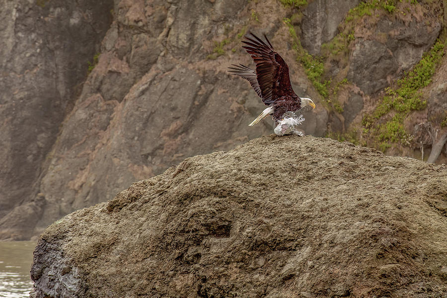 Young Eagle with Seafood Photograph by Michael DeGrenier Young Eagle with Seafood Photograph by Michael DeGrenier