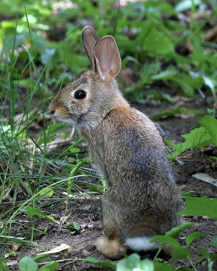 Nature Photograph - Young Eastern Cottontail by Doris Potter