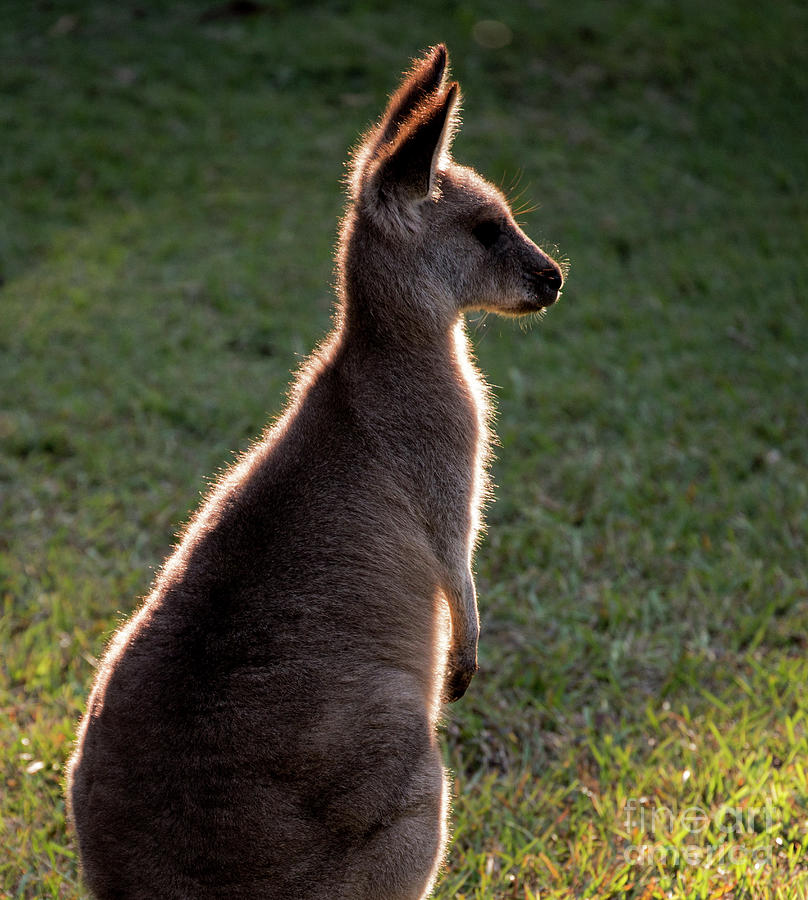 Australia Photograph - Young eastern grey kangaroo backlit by Sheila Smart Fine Art Photography