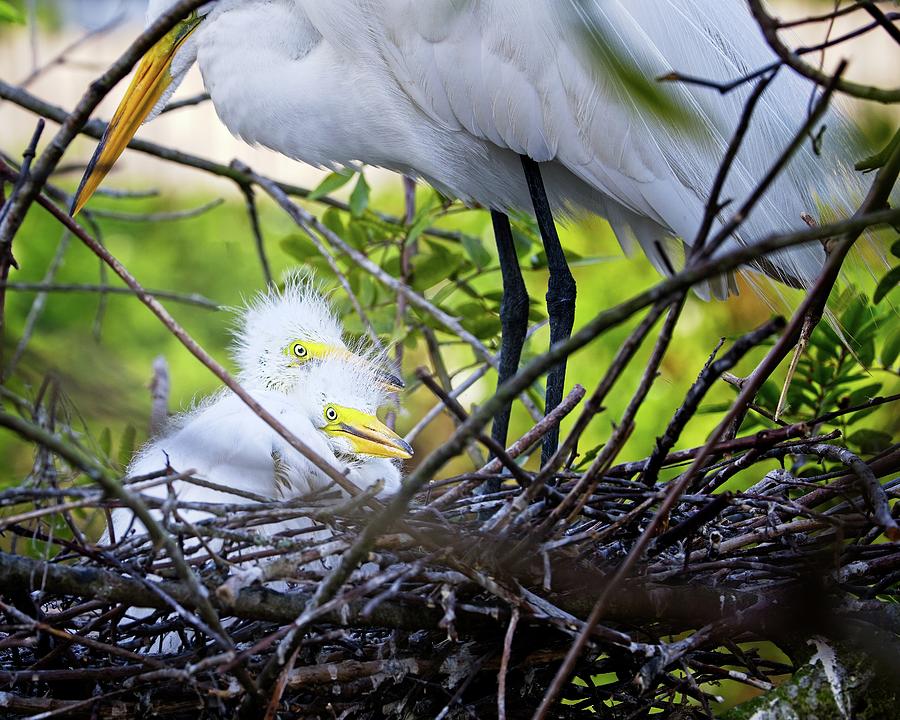 Young Egrets on the Nest Photograph by Ronald Lutz