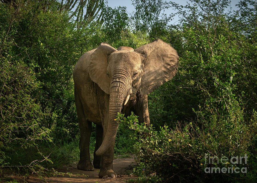 Young Elephant In The Forest Photograph
