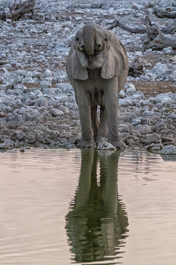 Young Elephant Quenching Its Thirst at Okaukuejo Photograph by Belinda Greb