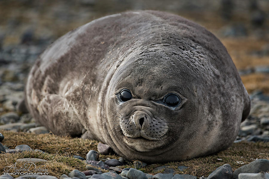 Young Elephant Seal Photograph by Andrew Dickman
