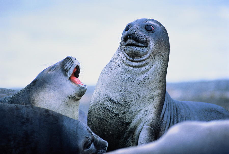 Young elephant seals (Mirounga leonina)Antarctica Photograph by David Madison