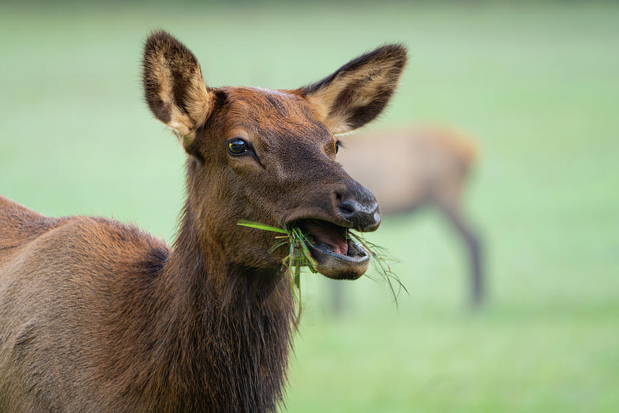 Young Elk Chow Time Photograph by Deborah Scannell