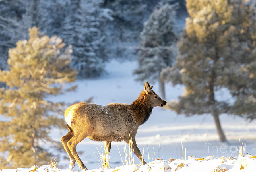 Young Elk Cow Photograph