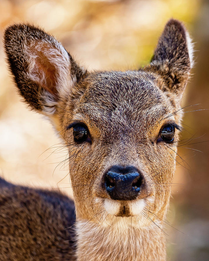 Young Elk Photograph by David Fountain