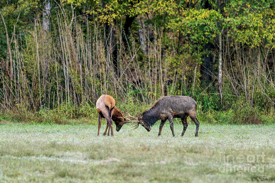 Young Elk Playing In Arkansas Photograph by Jennifer White