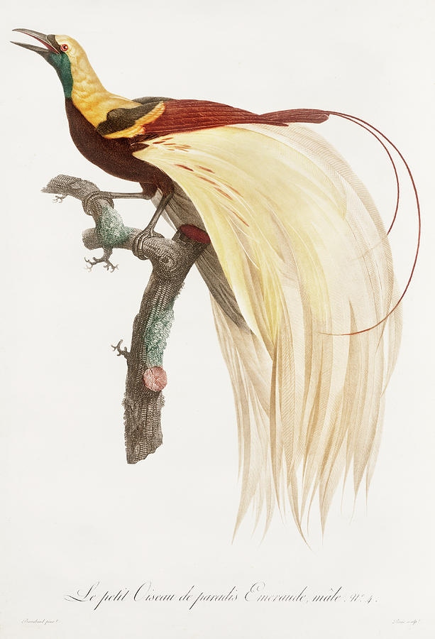 Young Emperor Bird Of Paradise Male - Vintage Bird Illustration -  Jacques Barraband Digital Art by Studio Grafiikka
