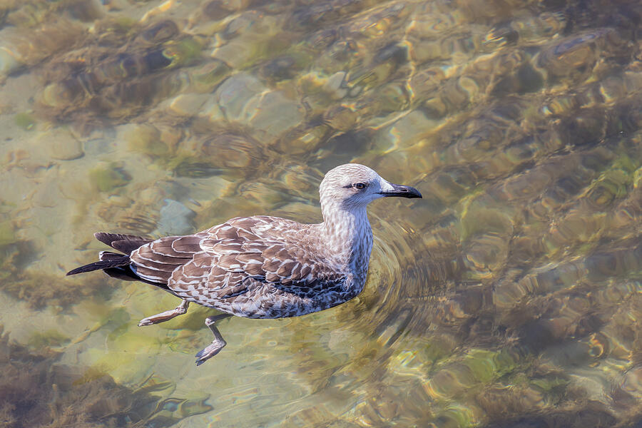 Young European Herring Gull Swimming Photograph by Tanya C Smith