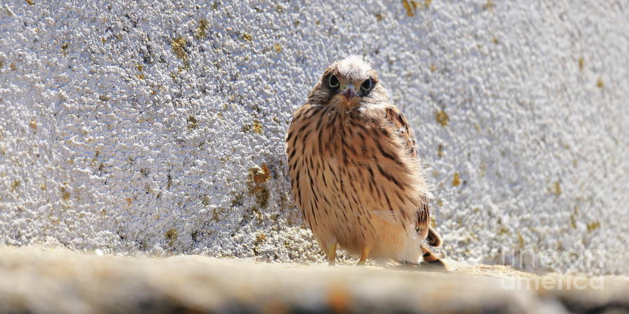 Young Falcon kestrel Photograph by Frederic Bourrigaud