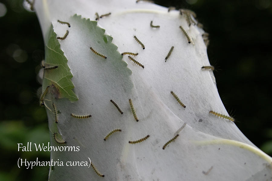 Young Fall Webworms on Web Photograph by Mark Berman