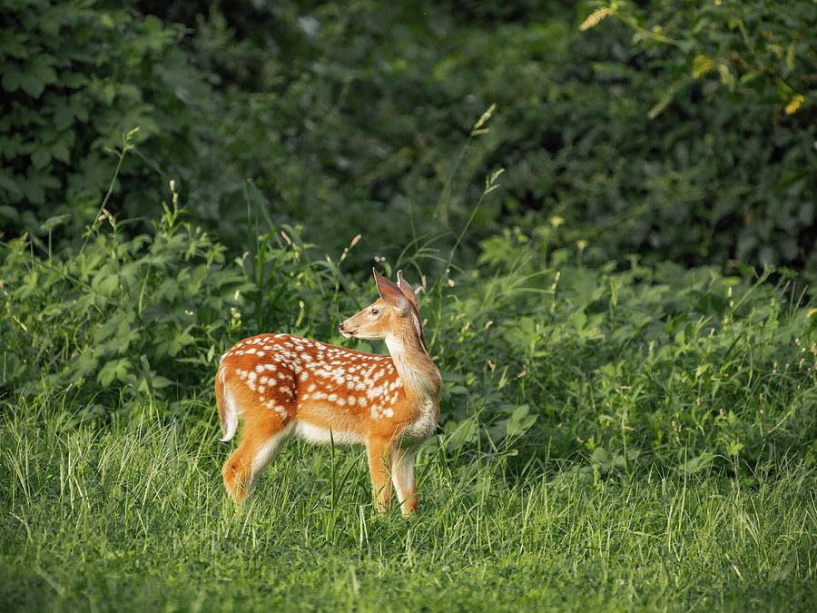 Young Fawn late afternoon Photograph by Bruce Pritchett