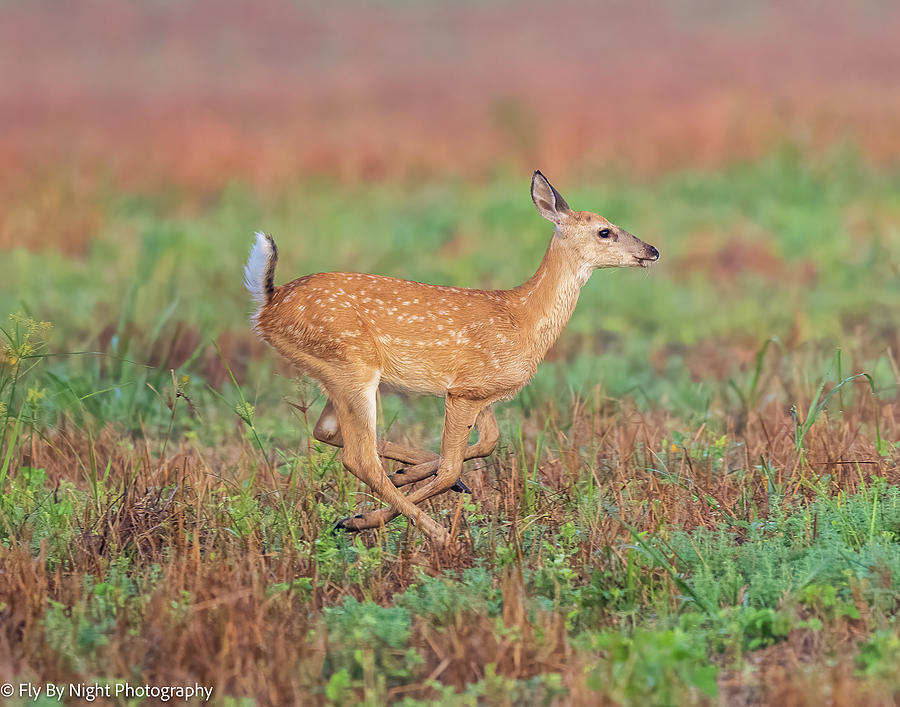 Young Fawn Running Photograph by Robert Beal