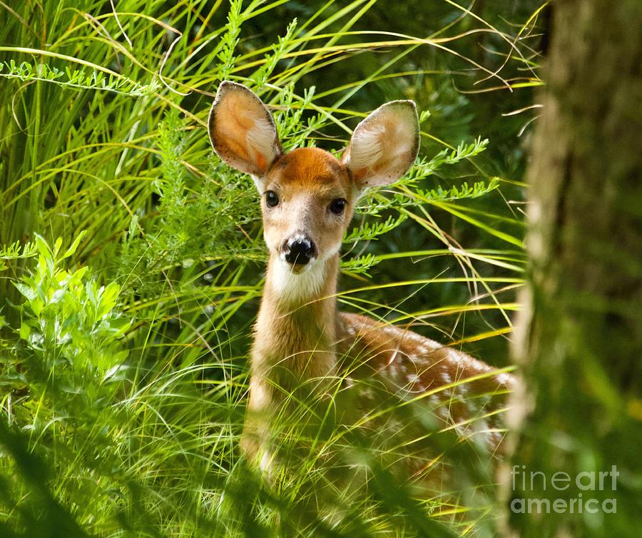 Young Fawn Photograph by Tim Lent