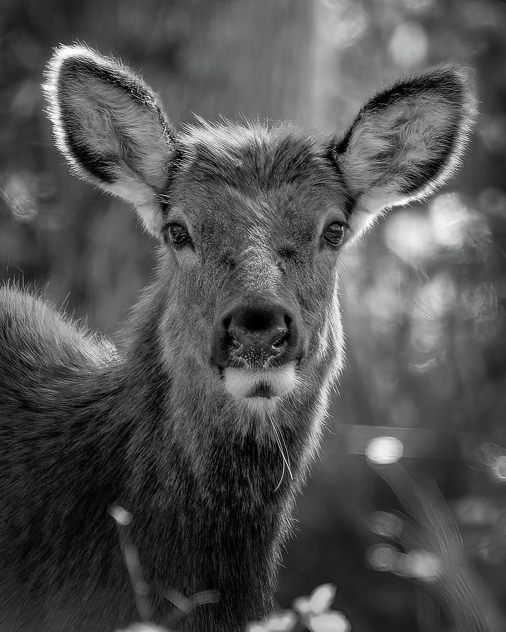 Young Female Elk BW Photograph by James Barber