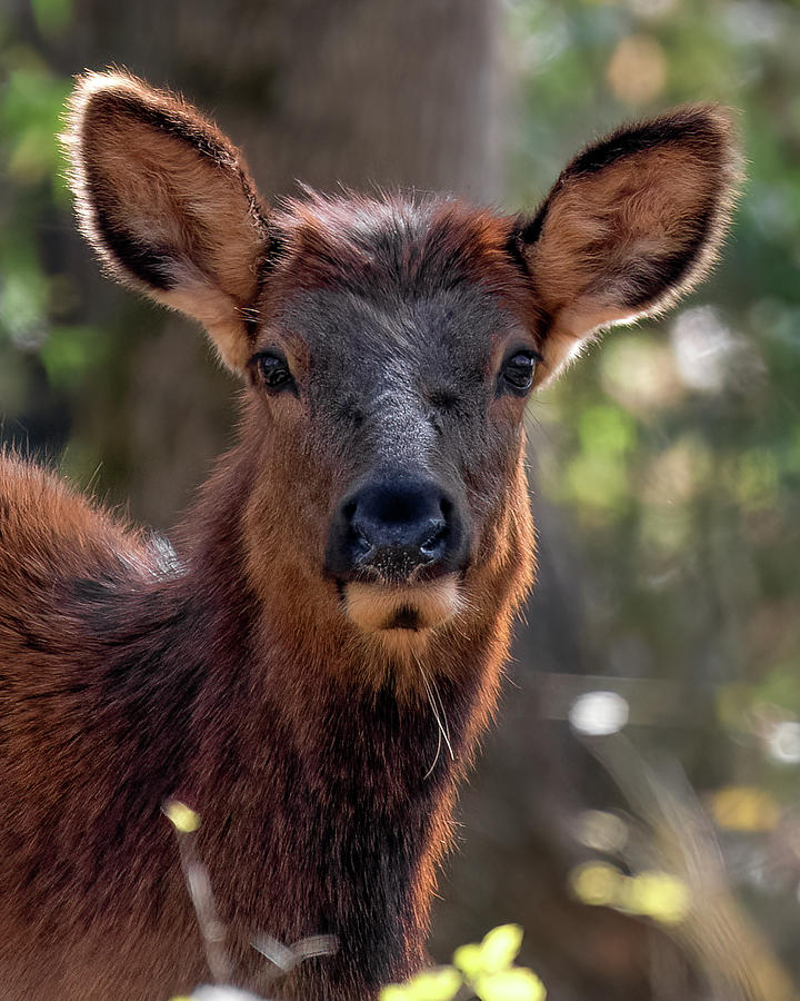 Young Female Elk Photograph by James Barber