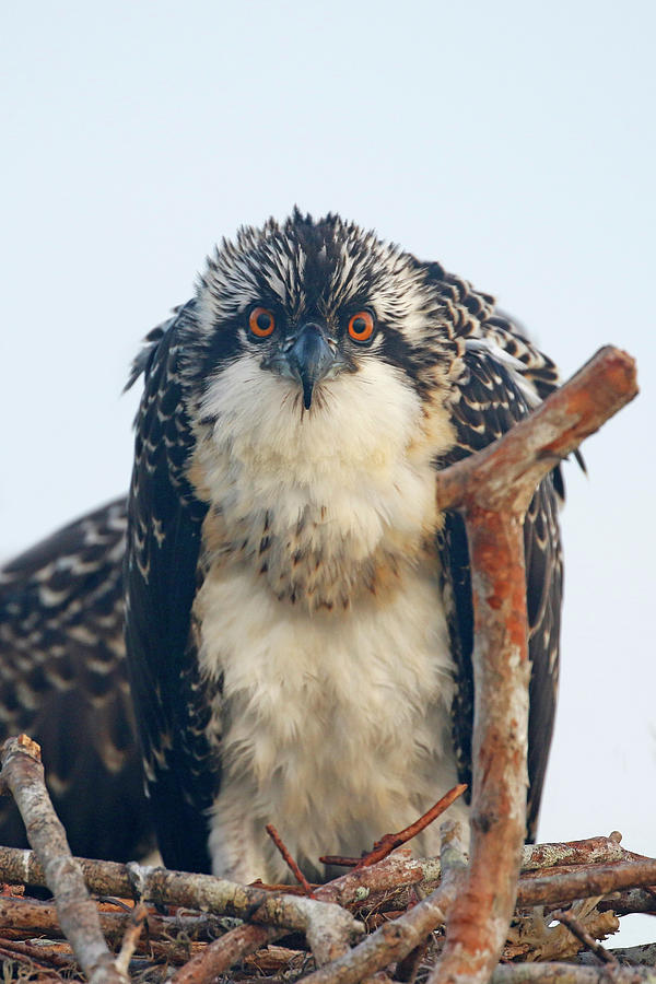 young osprey