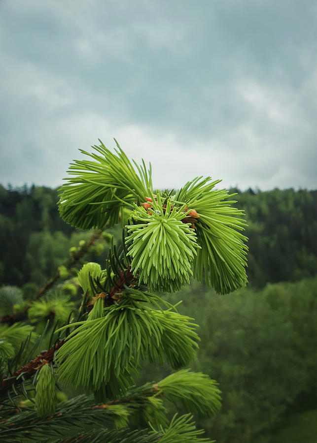 Young Fir Sprouts Photograph