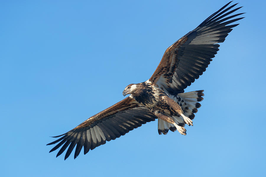 Young fish eagle hunting Photograph by Murray Rudd