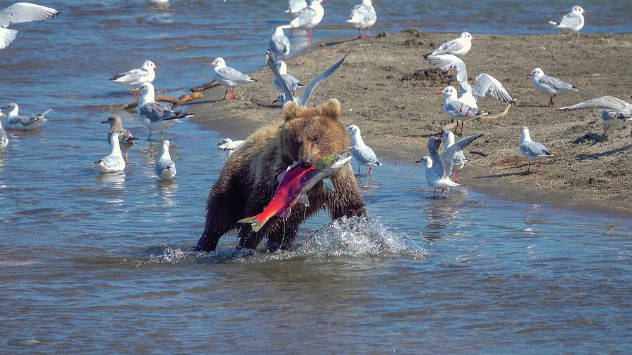 Young fishing brown bear with salmon Photograph by Mikhail Kokhanchikov