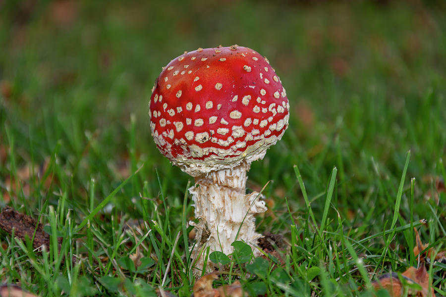 Young Fly Agaric Photograph