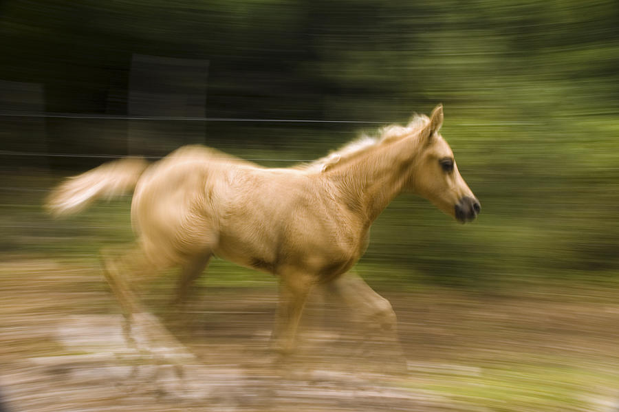 Young foal running Photograph by PhotoStock-Israel