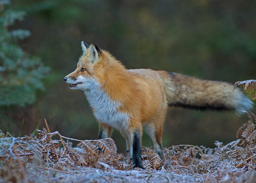 Young Fox Photograph by CR Courson
