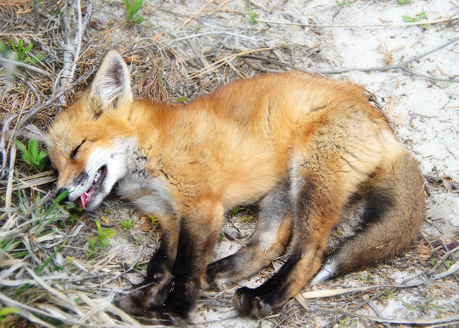 Young Fox Kit Asleep and Dreaming Photograph by Vicki Jauron, Babylon and Beyond Photography