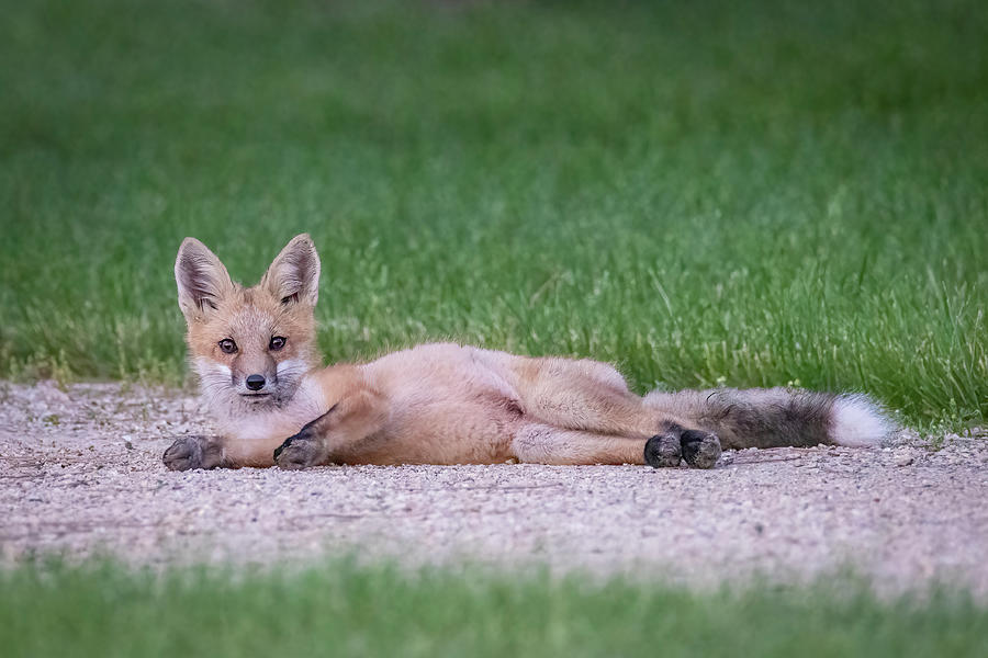 Young Fox Kit at Rest Photograph by Patti Deters