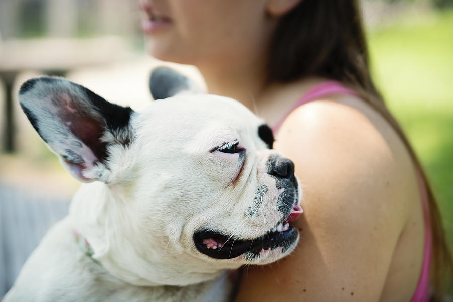 Young french bulldog with young women owner in park. Photograph by Martinedoucet