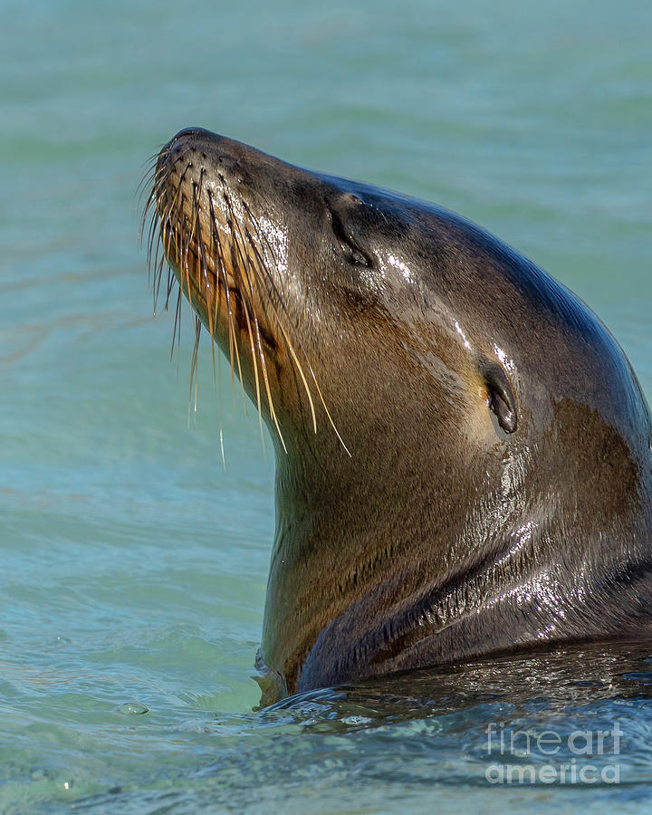 Young Galapagos Sea Lion Profile in Lagoon Photograph by Nancy Gleason
