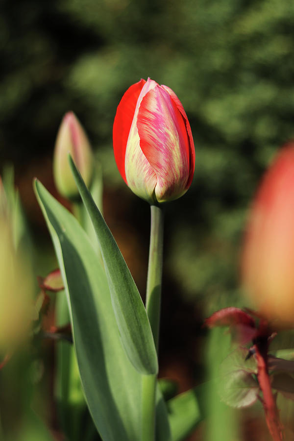 Young garden tulip waits for right moment to grow up. Tulipa agenensis is decoration for every czech gardens. Summer flowers in the morning. Thanks sun tulip open petals Photograph by Vaclav Sonnek