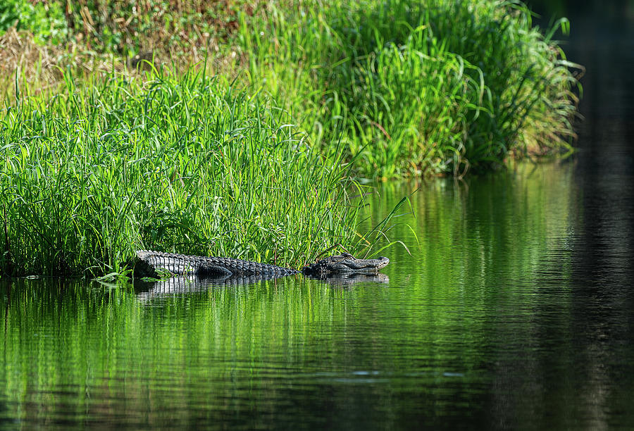 Young Gator at Myakka Photograph by Rudy Wilms