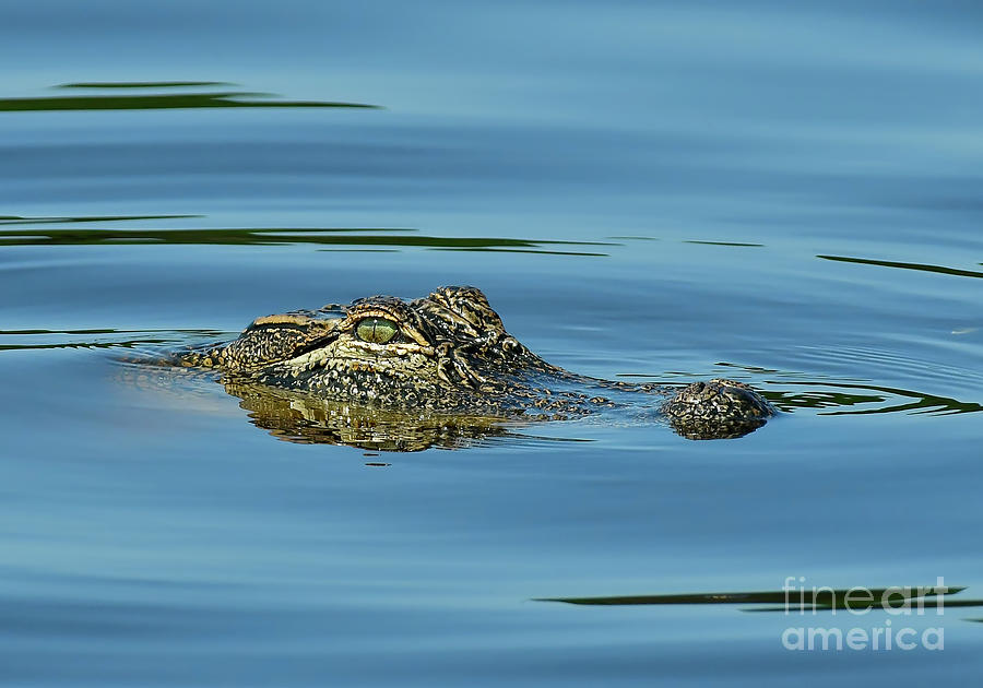 Alligator Photograph - Young Gator by Kathy Baccari