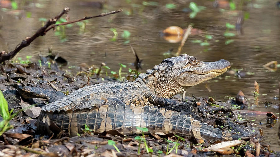 Young Gator Photograph by M E Cater - Fine Art America