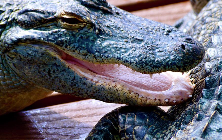 Young Gator Smile Photograph by Warren Thompson