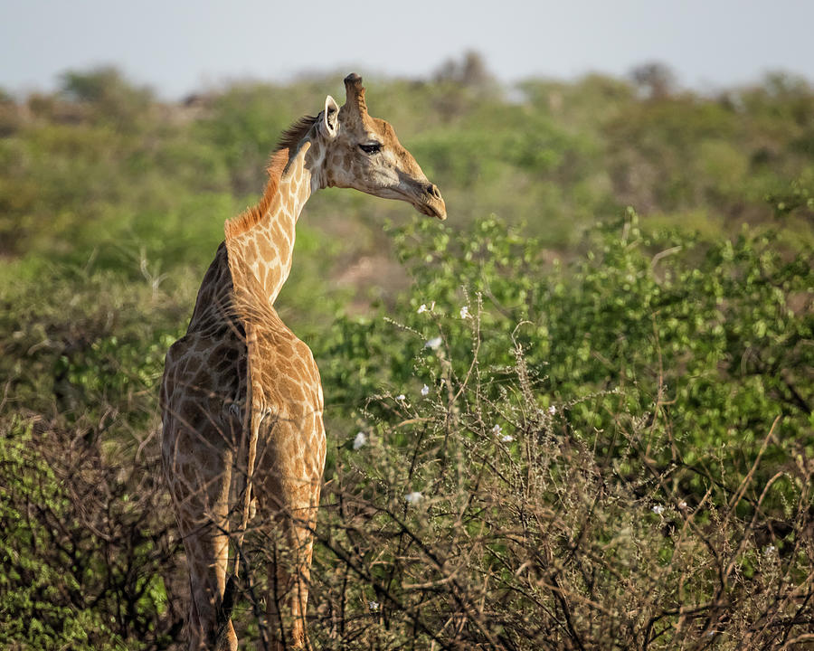 Young Giraffe at Damaraland, Namibia Photograph by Belinda Greb