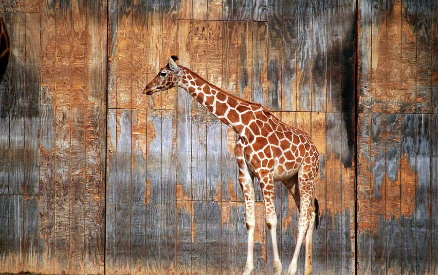 Young Giraffe   Photograph by Cynthia Guinn