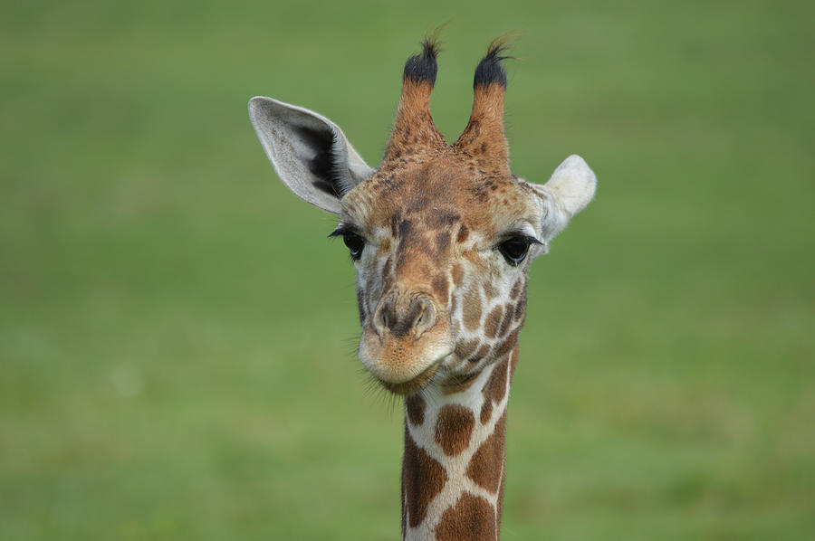 Young Giraffe  Photograph by Deborah M