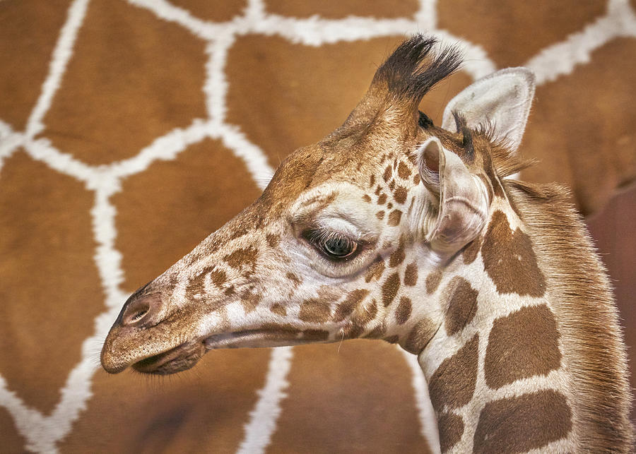 Young giraffe Photograph by Jim Hughes