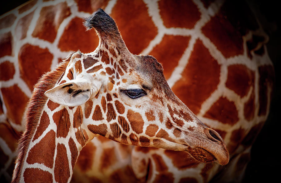 Young Giraffe Portrait Photograph by Lowell Monke