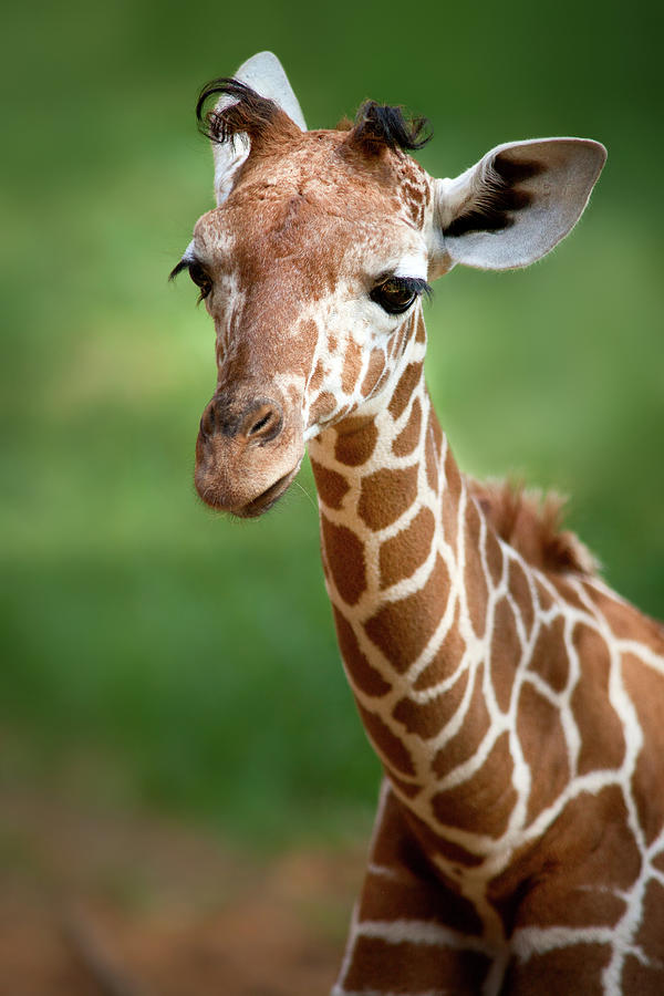 Giraffe Photograph - Young Giraffe by Yuri Peress