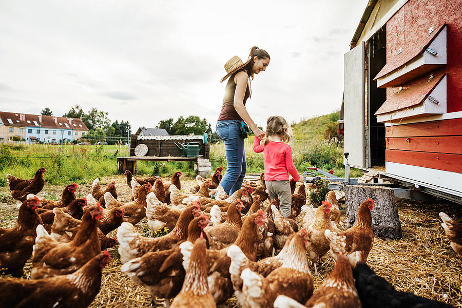 Young Girl Having Fun Taking Care Of Chickens With Mother Photograph by TommL